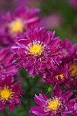 THE PICTON GARDEN AND OLD COURT NURSERIES, WORCESTERSHIRE: PINK/ RED FLOWERS OF ASTER NOVI - BELGII WINSTON S CHURCHILL - DAISY, PLANT PORTRAIT, AUTUMN, SEPTEMBER, MICHAELMAS