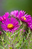 THE PICTON GARDEN AND OLD COURT NURSERIES, WORCESTERSHIRE: PINK/ RED FLOWERS OF ASTER NOVI - ANGLIAE JAMES RITCHIE - DAISY, PLANT PORTRAIT, AUTUMN, SEPTEMBER, MICHAELMAS