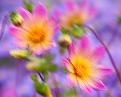THE_PICTON_GARDEN_AND_OLD_COURT_NURSERIES_WORCESTERSHIRE_PINK_FLOWERS_OF_DAHLIA_BRIGHT_EYES__SHOWING