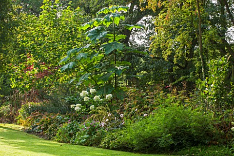 THE_LYNDALLS_HEREFORDSHIRE_BORDER_WITH_HYDRANGEA_AND_PAULOWNIA_TOMENTOSA__AGM__CLASSIC_COUNTRY_GARDE