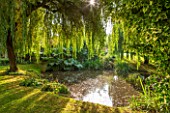 THE LYNDALLS, HEREFORDSHIRE: POND / POOL WITH GUNNERA MANICATA AND WEEPING WILLOW. CLASSIC COUNTRY GARDEN, WATER