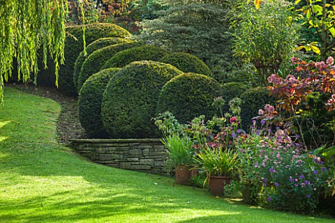 THE_LYNDALLS_HEREFORDSHIRE_RAISED_BED_BESIDE_LAWN_WITH_CLIPPED_TOPIARY_BOX_BALLS_CLASSIC_COUNTRY_GAR