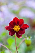 THE LYNDALLS, HEREFORDSHIRE: CLOSE UP OF DARK RED FLOWER OF DAHLIA LYNDALLS SEEDLING - CHOCOLATE, BROWN