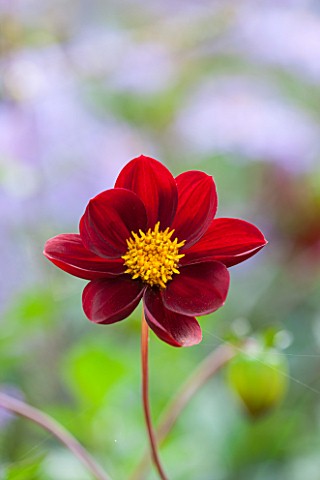 THE_LYNDALLS_HEREFORDSHIRE_CLOSE_UP_OF_DARK_RED_FLOWER_OF_DAHLIA_LYNDALLS_SEEDLING__CHOCOLATE_BROWN