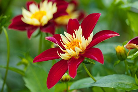 THE_LYNDALLS_HEREFORDSHIRE_CLOSE_UP_OF_RED_AND_YELLOW_FLOWER_OF_DAHLIA_CHAMBORAZO__COLLERETTE