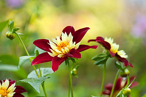 THE_LYNDALLS_HEREFORDSHIRE_CLOSE_UP_OF_RED_AND_YELLOW_FLOWER_OF_DAHLIA_CHAMBORAZO__COLLERETTE