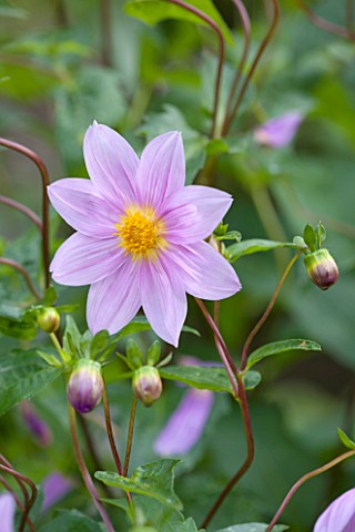 THE_LYNDALLS_HEREFORDSHIRE_CLOSE_UP_OF_LAVENDER_COLOURED_DAHLIA_AUSTRALIS__PINK_TUBEROUS_PERENNIAL_F