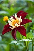 THE LYNDALLS, HEREFORDSHIRE: CLOSE UP OF RED AND YELLOW FLOWER OF DAHLIA CHAMBORAZO - COLLERETTE, PLANT PORTRAIT