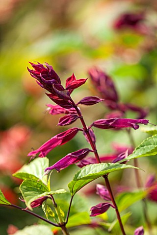 THE_LYNDALLS_HEREFORDSHIRE_CLOSE_UP_OF_RED_FLOWER_OF_SALVIA_SPLENDENS_SAO_BORJA__SCARLET_SAGE_PURPLE