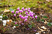 THE LYNDALLS, HEREFORDSHIRE: CLOSE UP OF PINK CYCLAMEN HEDERIFOLIUM - BULB, PLANT P0RTRAIT, FLOWERS, AUTUMN
