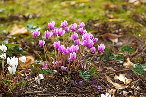 THE_LYNDALLS_HEREFORDSHIRE_CLOSE_UP_OF_PINK_CYCLAMEN_HEDERIFOLIUM__BULB_PLANT_P0RTRAIT_FLOWERS_AUTUM