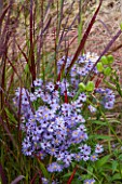 RYE HALL FARM, YORKSHIRE - DESIGNER SARAH MURCH - COUNTRY GARDEN, AUTUMN - PLANT COMBINATION, PLANT ASSOCIATION - ASTER LITTLE CARLOW AND PANICUM SQUAW