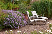 RYE HALL FARM, YORKSHIRE - DESIGNER SARAH MURCH - COUNTRY GARDEN, AUTUMN - GRAVEL GARDEN WITH WHITE CHAIRS / LOUNGERS AND ASTER FRIKARTII AND ROSE KENT