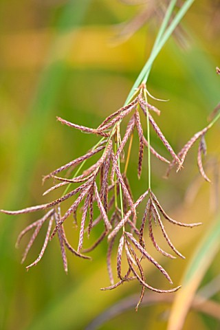 RYE_HALL_FARM_YORKSHIRE__DESIGNER_SARAH_MURCH__COUNTRY_GARDEN_AUTUMN__CLOSE_UP_OF_BROWN_SEEDS_ON_SPI