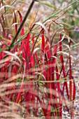 RYE HALL FARM, YORKSHIRE - DESIGNER SARAH MURCH - COUNTRY GARDEN, AUTUMN - CLOSE UP OF RED LEAVES OF IMPERATA CYLINDRICA RED BARRON. PLANT PORTRAIT, GRASS, GRASSES, FOLIAGE