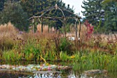 ELLICAR GARDENS, YORKSHIRE - DESIGNER SARAH MURCH - COUNTRY GARDEN - NATURAL SWIMMING POND / POOL IN AUTUMN - VIEW ACROSS LAKE TO COPPICED ASH AND HAZEL WOODEN GAZEBO. OCTOBER