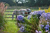 ELLICAR GARDENS, YORKSHIRE - DESIGNER SARAH MURCH - OCTOBER, AUTUMN, VIEW WITH GRASSES AND ASTER LITTLE CARLOW TO HORSES IN FIELD. AUTUMN, COUNTRY GARDEN, ROMANTIC, ROMANCE