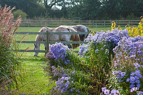 ELLICAR_GARDENS_YORKSHIRE__DESIGNER_SARAH_MURCH__OCTOBER_AUTUMN_VIEW_WITH_GRASSES_AND_ASTER_LITTLE_C