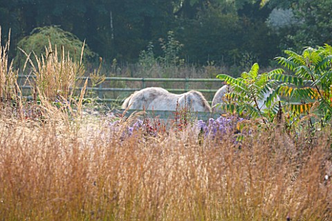 ELLICAR_GARDENS_YORKSHIRE__DESIGNER_SARAH_MURCH__OCTOBER_AUTUMN_VIEW_WITH_GRASSES_TO_HORSES_IN_FIELD