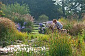 ELLICAR GARDENS, YORKSHIRE - DESIGNER SARAH MURCH - NATURAL SWIMMING POND / POOL - VIEW ACROSS LAKE TO SARAH MURCH WITH GOATS - ASTER LITTLE CARLOW, CYPERUS LONGUS, OCTOBER