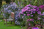 NORWELL NURSERIES, NOTTINGHAMSHIRE:WOODEN BENCH / SEAT - ASTER NOVAE-ANGLIAE NORWELL HYBRID AND ASTER LAEVIS ARCTURUS - MICHAELMAS DAISIES, AUTUMN, OCTOBER, BORDER