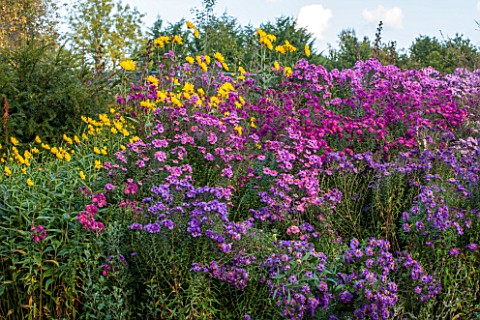 NORWELL_NURSERIES_NOTTINGHAMSHIRE_BORDER_WITH_ASTERS__ATSRE_NOVAEANGLIAE_CULTIVARS_AND_HELIANTHUS_MO