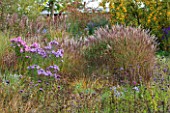 NORWELL NURSERIES, NOTTINGHAMSHIRE: BORDER WITH ASTERS - ASTER NOVAE-ANGLIAE AND MISCANTHUS SINENSIS CULTIVARS - MICHAELMAS DAISIES, AUTUMN, OCTOBER, BORDER, GRASSES