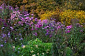NORWELL NURSERIES, NOTTINGHAMSHIRE: BORDER OF ASTERS - ASTER NOVAE-ANGLIAE AND RUDBECKIA TRILOBA - MICHAELMAS DAISIES, FLOWERS, PINK - AUTUMN, OCTOBER, BORDER, COUNTRY GARDEN
