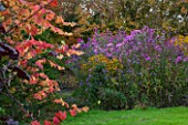NORWELL NURSERIES, NOTTINGHAMSHIRE: VIEW ALONG GRASS LAWN PAST VITIS COIGNETIAE TO BORDER OF ASTERS - MICHAELMAS DAISIES, FLOWERS, PINK - AUTUMN, OCTOBER, COUNTRY GARDEN