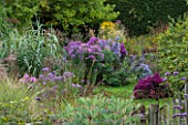 NORWELL NURSERIES, NOTTINGHAMSHIRE: VIEW ALONG GRASS PATH TO BORDER OF ASTERS - ASTER NERON AND ARUNDO DONAX - MICHAELMAS DAISIES, FLOWERS, PINK - AUTUMN, OCTOBER, COUNTRY GARDEN