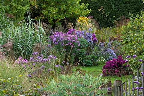 NORWELL_NURSERIES_NOTTINGHAMSHIRE_VIEW_ALONG_GRASS_PATH_TO_BORDER_OF_ASTERS__ASTER_NERON_AND_ARUNDO_