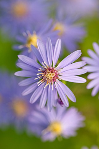 NORWELL_NURSERIES_NOTTINGHAMSHIRE_CLOSE_UP_OF_PALE_BLUE__ASTER_FLOWER__ASTER_LITTLE_CARLOW__MICHAELM