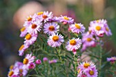 NORWELL NURSERIES, NOTTINGHAMSHIRE: PINK FLOWERS OF ASTER NOVAE-ANGLIAE SEEDLING. PLANT PORTRAIT, OCTOBER, FALL, AUTUMN, LATE SUMMER, PERRENIAL