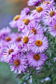 NORWELL NURSERIES, NOTTINGHAMSHIRE: CLOSE UP OF PINK / BLUE / MAUVE FLOWERS OF MICHAELMAS DAISY - ASTER NOVAE-ANGLIAE MRS WRIGHT. PLANT PORTRAIT, OCTOBER, AUTUMN, PERENNIAL