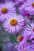 NORWELL NURSERIES, NOTTINGHAMSHIRE: CLOSE UP OF PINK / BLUE / MAUVE FLOWERS OF MICHAELMAS DAISY - ASTER NOVAE-ANGLIAE SEEDLING. PLANT PORTRAIT, OCTOBER, FALL, AUTUMN, PERENNIAL