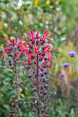 NORWELL NURSERIES, NOTTINGHAMSHIRE:CLOSE UP OF RED FLOWER OF LOBELIA TUPA -DEVILS TOBACCO - PLANT PORTRAIT, OCTOBER, LATE SUMMER, AUTUMN, PERENNIAL