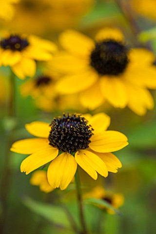 NORWELL_NURSERIES_NOTTINGHAMSHIRECLOSE_UP_OF_YELLOW_FLOWER_OF_RUDBECKIA_TRILOBA__PLANT_PORTRAIT_PERE