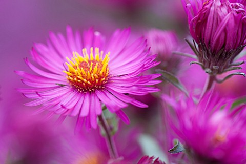 NORWELL_NURSERIES_NOTTINGHAMSHIRE_CLOSE_UP_OF_PINK_ASTER_FLOWER__ASTER_NOVAE_ANGLIAE_CRIMSON_BEAUTY_