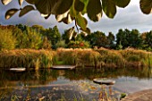 ELLICAR GARDENS, NOTTINGHAMSHIRE: NATURAL SWIMMING POOL / POND - VIEW ACROSS WATER TO DECKING AND CYPERUS LONGUS - WATER, OCTOBER, AUTUMN, COUNTRY GARDEN