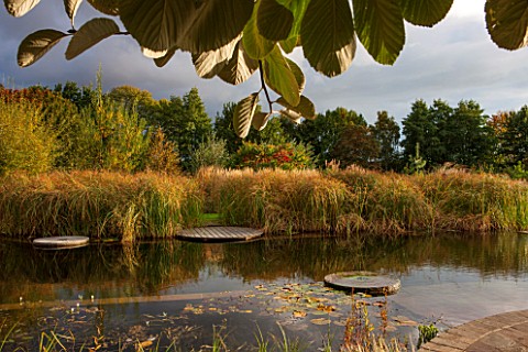 ELLICAR_GARDENS_NOTTINGHAMSHIRE_NATURAL_SWIMMING_POOL__POND__VIEW_ACROSS_WATER_TO_DECKING_AND_CYPERU