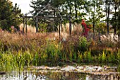 ELLICAR GARDENS, NOTTINGHAMSHIRE: NATURAL SWIMMING POOL / POND - VIEW ACROSS WATER TO WOODEN RUSTIC PERGOLA SURROUNDED BY GRASSES, OCTOBER, AUTUMN, COUNTRY GARDEN