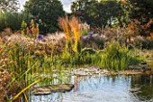 ELLICAR GARDENS, NOTTINGHAMSHIRE: NATURAL SWIMMING POOL / POND - VIEW ACROSS WATER TO GRASSES - MOLINIA ARUNDINACEA KARL FOERSTER - AND WATERLILIES, OCTOBER, AUTUMN, COUNTRY GARDEN