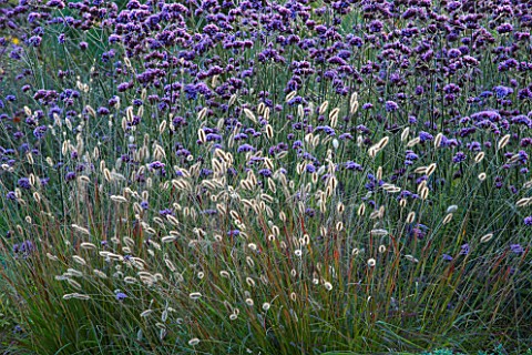 ELLICAR_GARDENS_NOTTINGHAMSHIRE_BORDER_BESIDE_LAWN_WITH_VERBENA_BONARIENSIS_AND_PENNISETUM_RED_BUTTO