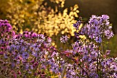 NORWELL NURSERIES, NOTTINGHAMSHIRE: ASTERS - MICHAELMAS DAISIES - AND STIPA GIGANTEA BACKLIT BY EVENING SUN -  AUTUMN, OCTOBER, COUNTRY GARDEN, FALL, PLANT ASSOCIATION