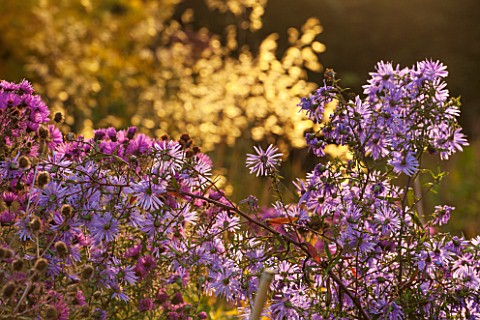 NORWELL_NURSERIES_NOTTINGHAMSHIRE_ASTERS__MICHAELMAS_DAISIES__AND_STIPA_GIGANTEA_BACKLIT_BY_EVENING_