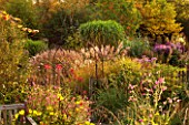 NORWELL NURSERIES, NOTTINGHAMSHIRE: ASTERS - MICHAELMAS DAISIES, GRASSES AND LOBELIA TUPA - BACKLIT BY EVENING SUN -  AUTUMN, OCTOBER, COUNTRY GARDEN, FALL, PLANT ASSOCIATION