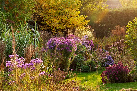 NORWELL_NURSERIES_NOTTINGHAMSHIRE_ASTERS__MICHAELMAS_DAISIES_AND_GRASSES_IN_THE_EVENING_SUN___AUTUMN