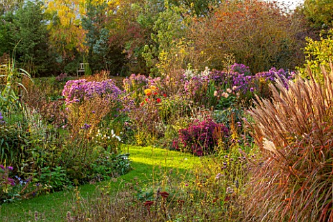NORWELL_NURSERIES_NOTTINGHAMSHIRE_ASTERS__MICHAELMAS_DAISIES_GRASSES_AND_DAHLIAS_IN_THE_EVENING_SUN_