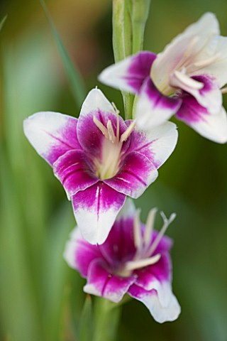 NORWELL_NURSERIES_NOTTINGHAMSHIRE_CLOSE_UP_OF_PINK_AND_CREAM_FLOWER_OF_GLADIOLUS_ADRIENNE__PLANT_POR