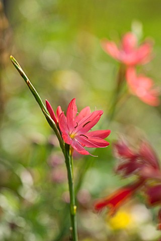 NORWELL_NURSERIES_NOTTINGHAMSHIRE_CLOSE_UP_OF_PINK_FLOWER_OF_SCHIZOSTYLIS_COCCINEA_ROSEA__PLANT_PORT